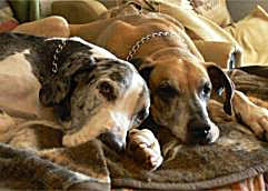 Two creat danes resting