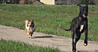 Dogs running cancer free