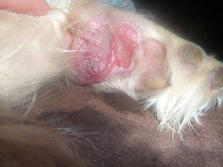 Dog with cancer on leg | Thomas Sandberg Photo 