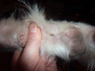Dog with cancer on leg | Thomas Sandberg Photo 4